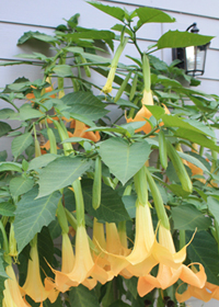 Brugmansia x 'Charles Grimaldi'